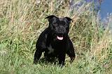 STAFFIE 063